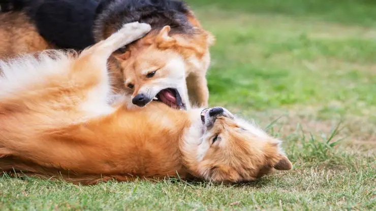 Hacer que dos perros se reconcilien Hacer que dos perros se reconcilien