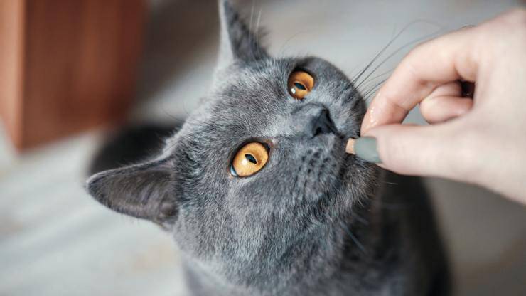 gato come croquetas refuerzo positivo en gatos
