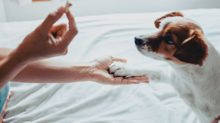 galleta de perro refuerzo positivo en perros