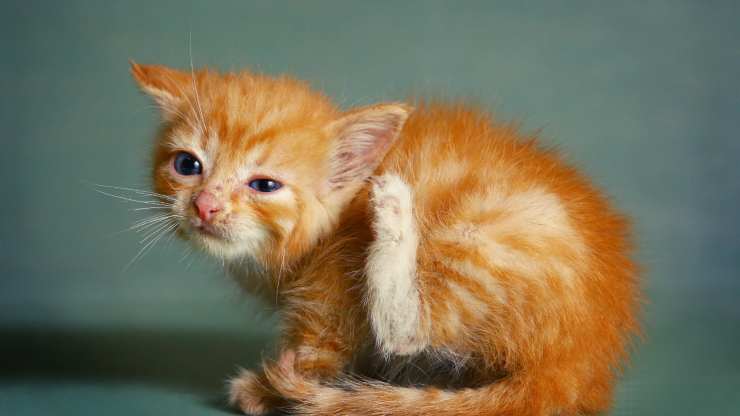 ácaros en gatos remedios naturales para los ácaros en gatos