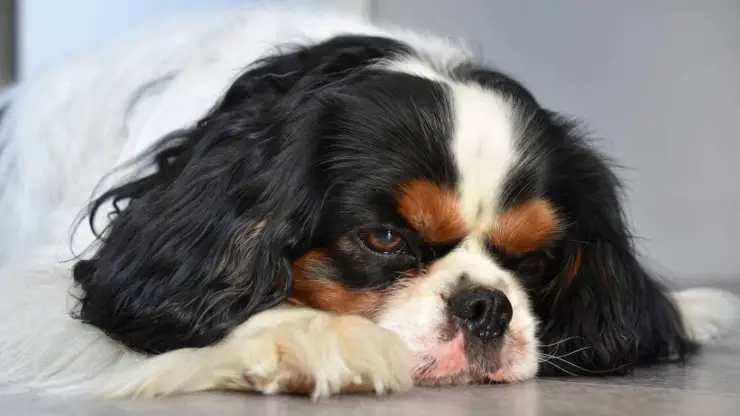 la expresión triste de un perro, quizás debido a problemas de tenia enfermedad intestinal de la tenia del perro