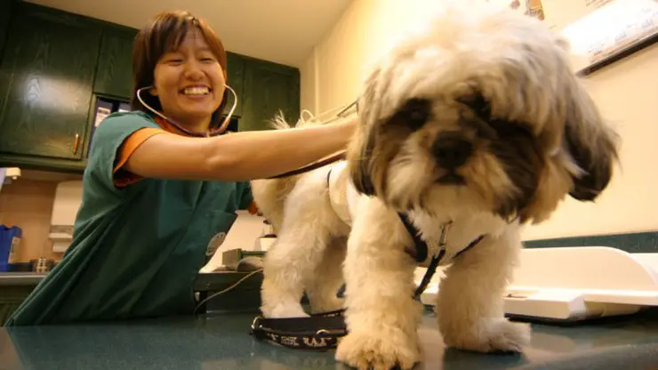 perro en el chequeo médico veterinario toque de queda traer perro veterinario