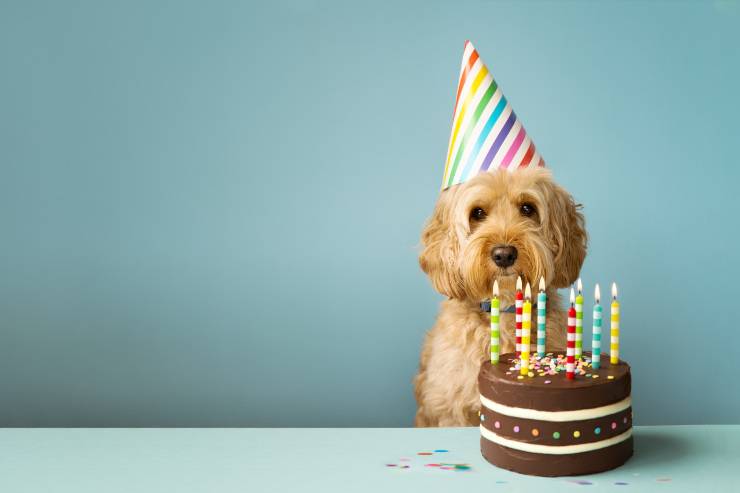 Tortas para perros: como celebrar con dulzura los años de Fido - Vida con  Mascotas ▷➡️