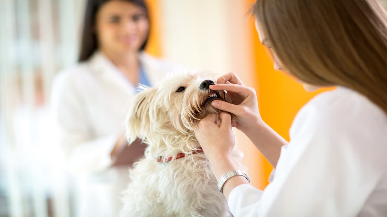 Veterinario de mordeduras de perro: ¿es responsable el dueño? (Foto de Adobe Stock)