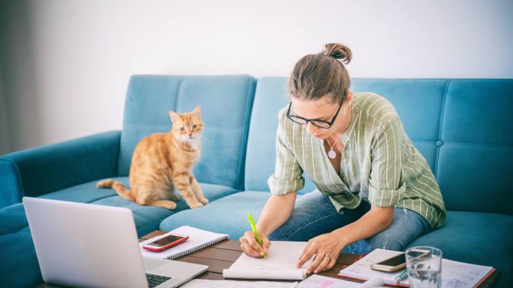 gato en el sofá mientras la señora trabaja vivir con un gato estimula la mente y el cuerpo