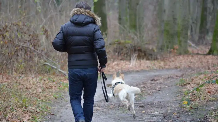perro caminando con dueño toque de queda sacar perro