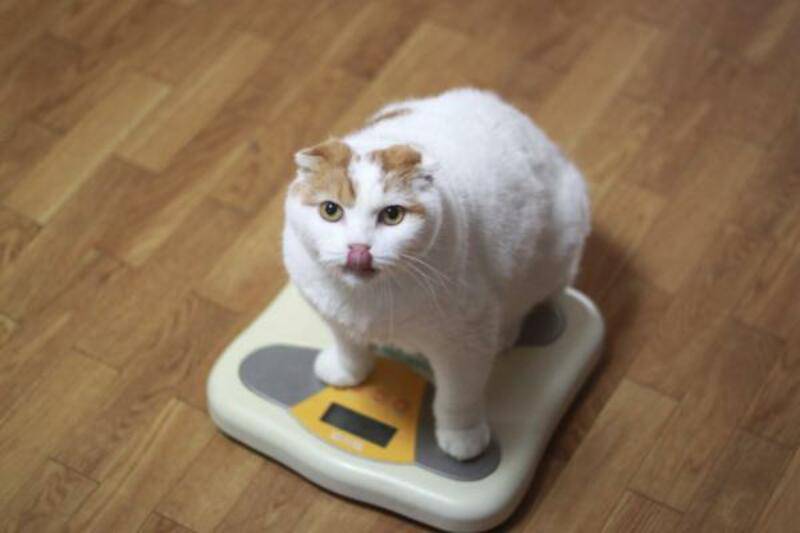 cómo pesar un gato