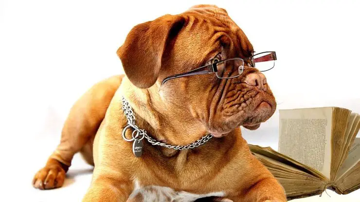 perro con gafas la vista de fido como ven colores o blanco y negro cómo ven los perros la vista del perro