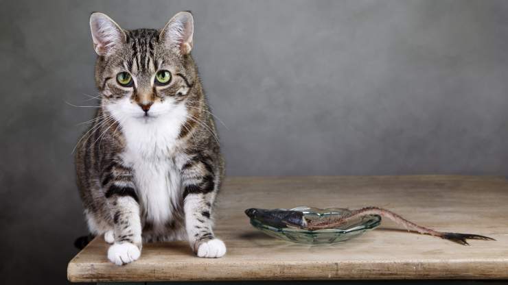gato come espina de pescado los gatos comen huesos de pescado