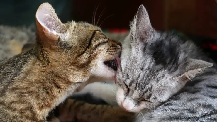 par de gatos: ¿se aparean de por vida? pareja romántica de gatos de por vida