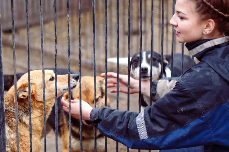 por qué adoptar un perro de la perrera