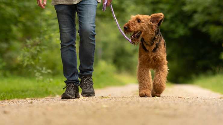 perro camina con el dueño porque la conducta del perro es de izquierda