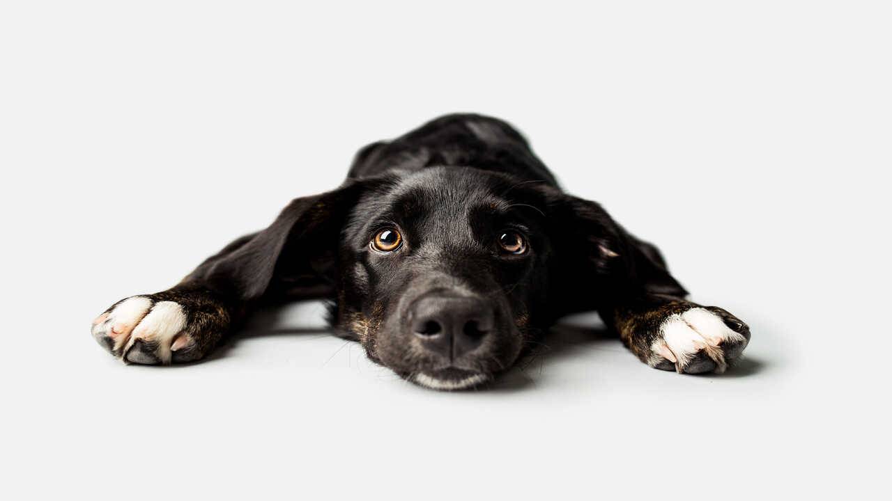 perro adicto a sustancias el perro puede tener adicciones