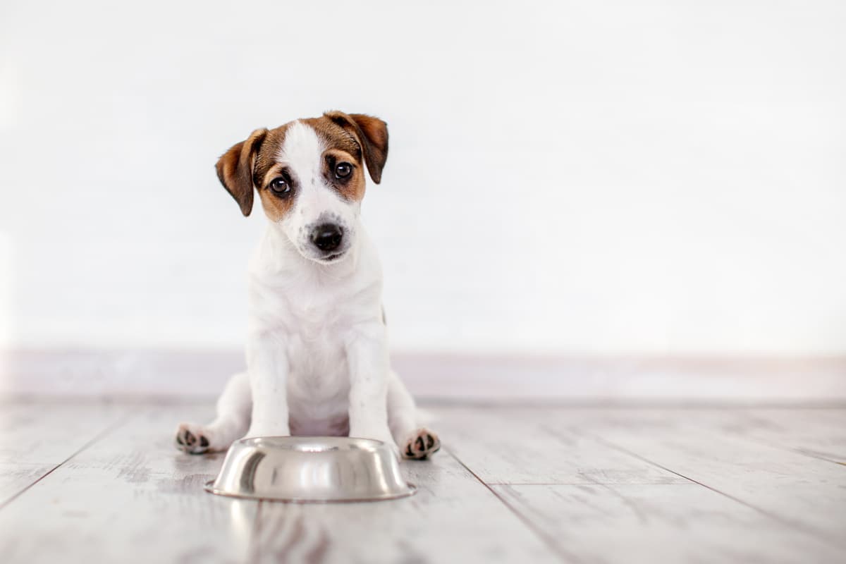 ¿Pueden los perros comer acelgas? (Foto de Adobe Stock)