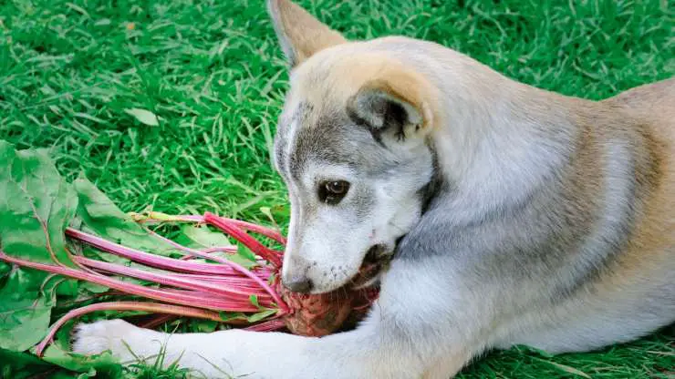 perro come nabos rojos los perros pueden comer remolacha roja