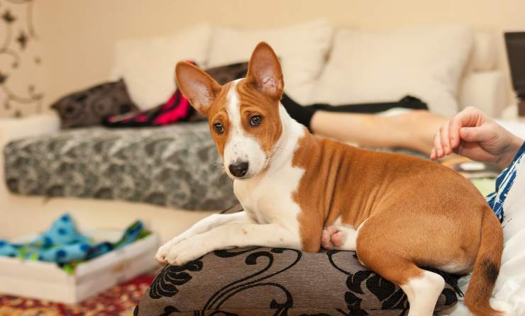 perro con orejas levantadas significado de las posiciones de las orejas del perro