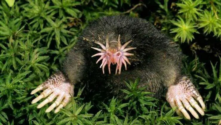 Condylura cristata Topo de nariz estrella