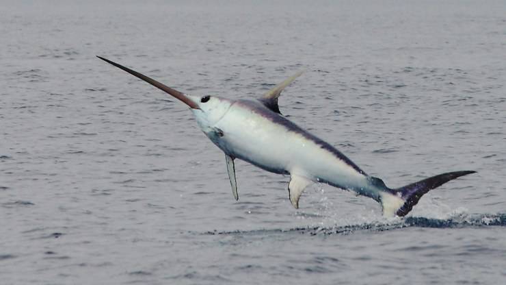 pez espada salta fuera del agua: estos peces usan la espada pez espada como usar la espada