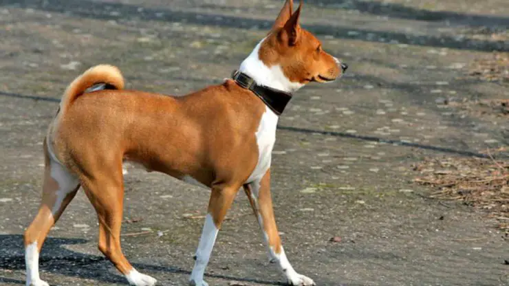 el perro Basenji no ladra perro no ladra basenji