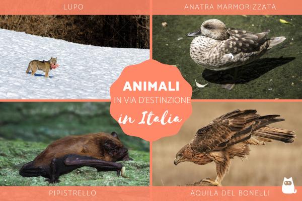12 animales en peligro de extinción en Italia