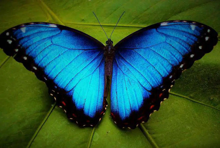 mariposa morfo azul mariposa morfo azul