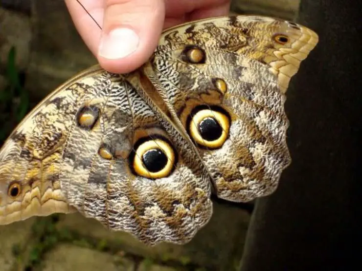 mariposa polilla búho mariposa polilla búho