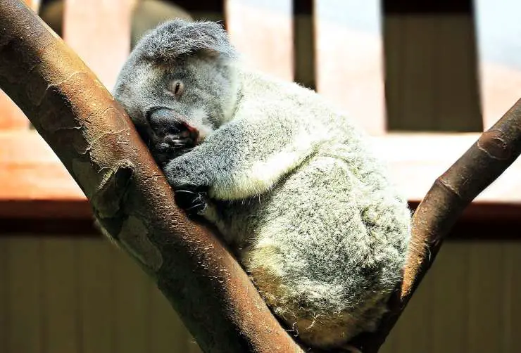 Koala durmiendo