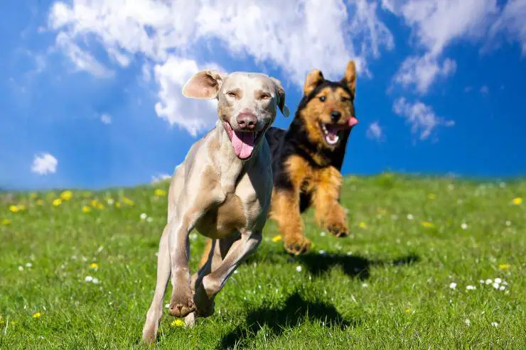 perros animados razas de perros menos obedientes