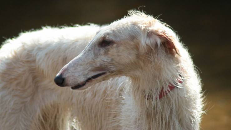 perro borzoi, un perro que ladra menos o poco Las razas de perros ladran menos o menos borzoi