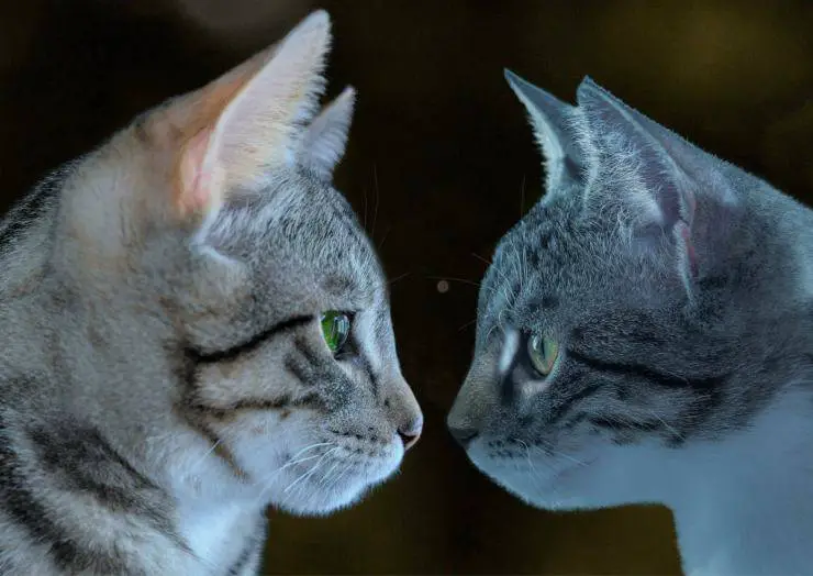 Cómo se saludan los gatos Cómo se saludan los gatos
