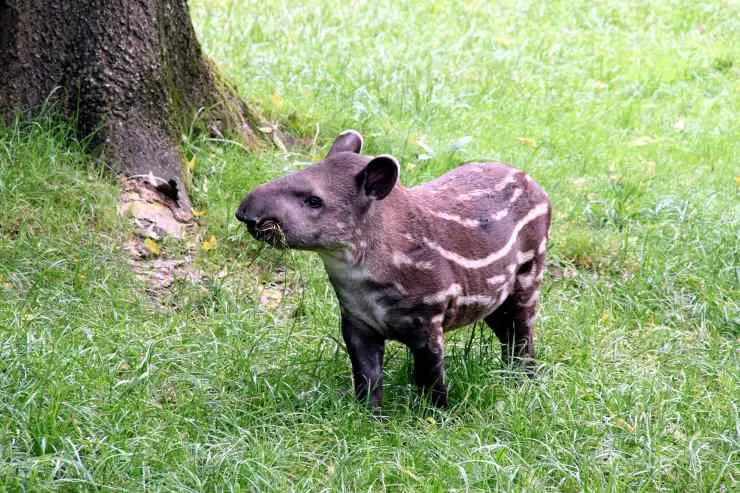 Tapir: que come, donde vive, características y curiosidades - Vida con