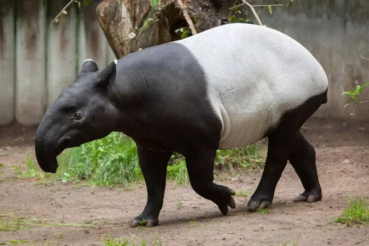 Tapir: que come, donde vive, características y curiosidades - Vida con