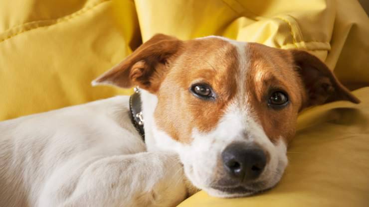 perro en el sofá deficiencia de magnesio en perros