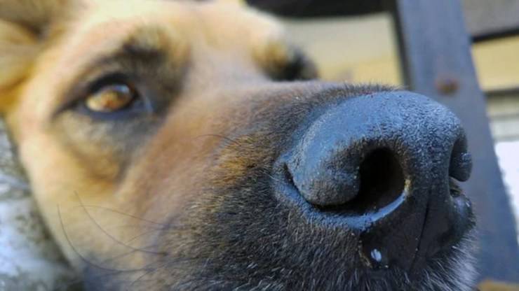 señales de perro estresado causas remedios