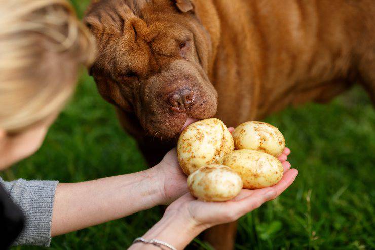perro y patatas patatas al perro