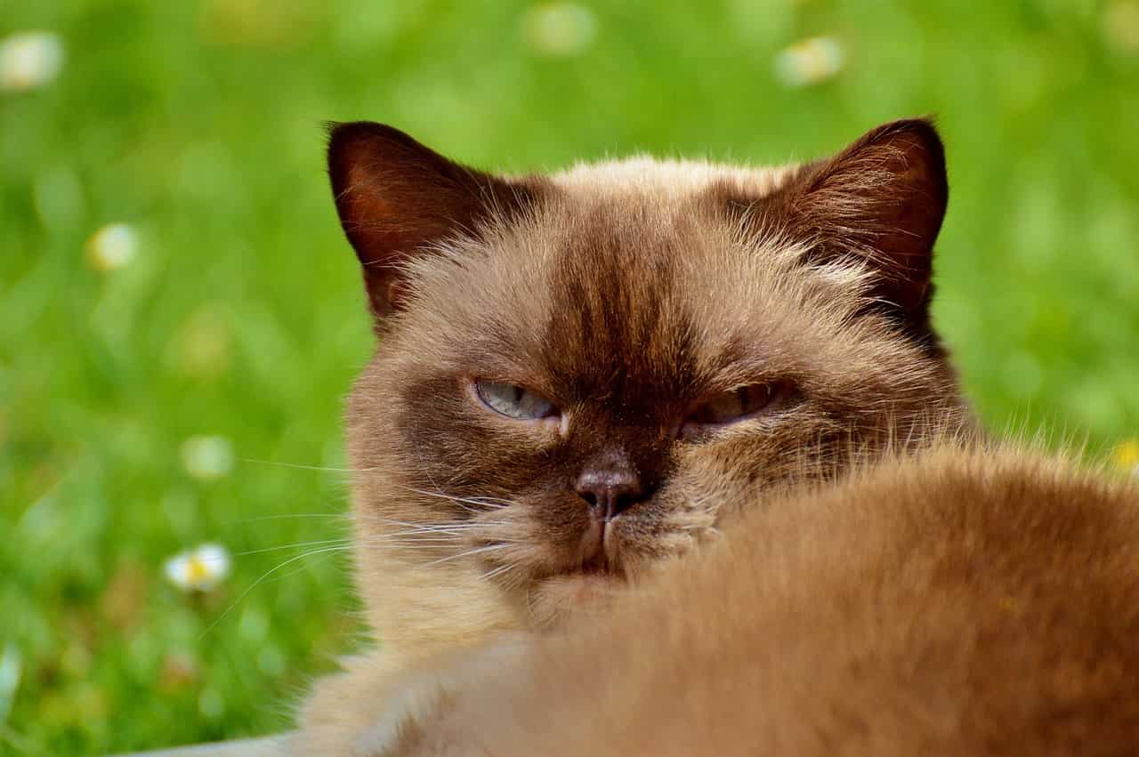 expresiones faciales gato
