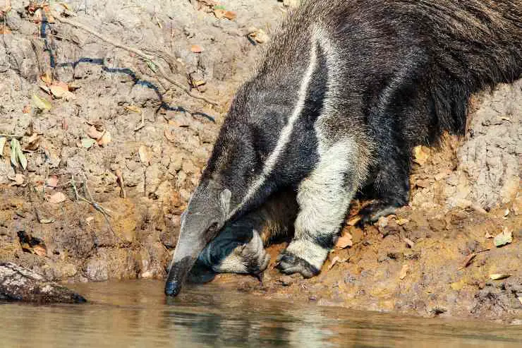 comida de oso hormiguero alimentando oso hormiguero