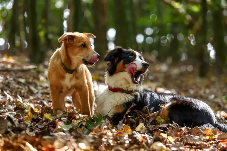 ¿Por qué los perros se lamen las narices? ¿Por qué los perros se lamen las narices?