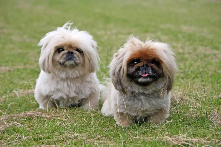 cachorro pequinés