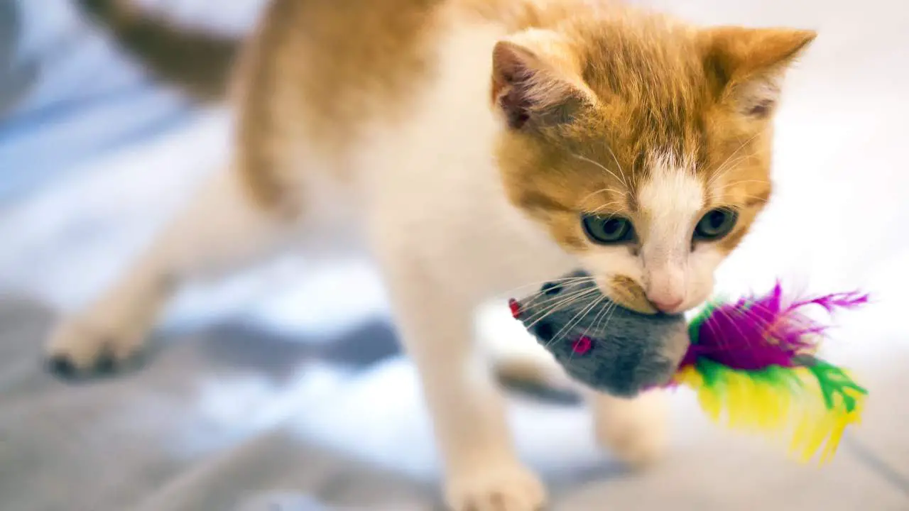 Por qué maúlla el gato con el juguete en la boca? - Vida con Mascotas ▷➡️