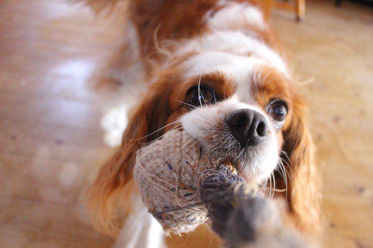 Razas de perros más cariñosos
