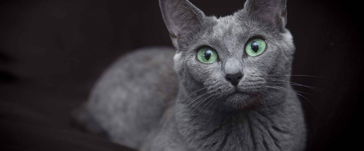 Razas de gatos con ojos verdes: lista completa 🥇 Vida con Mascotas 🥇