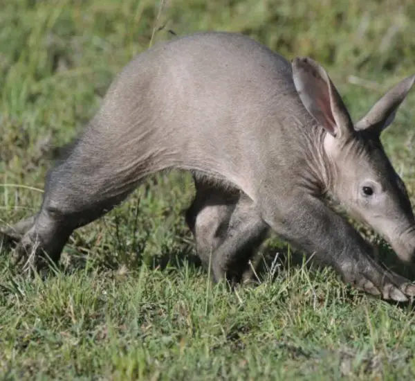 La características, hábitat y alimentación 🥇 Vida con Mascotas 🥇
