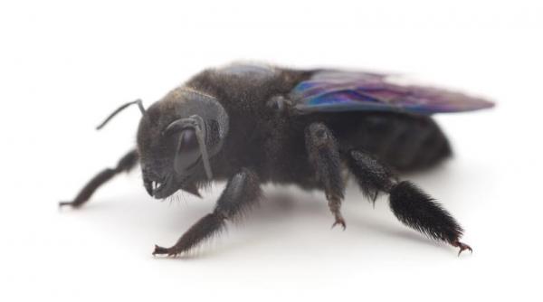 Tipos de abejorro: Características y curiosidades - Abeja leñador (Xylocopa violacea)