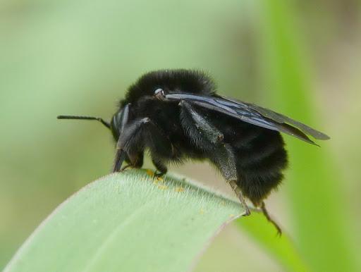 Tipos de abejorro: Características y curiosidades - Abejorro negro (Bombus pauloensis)