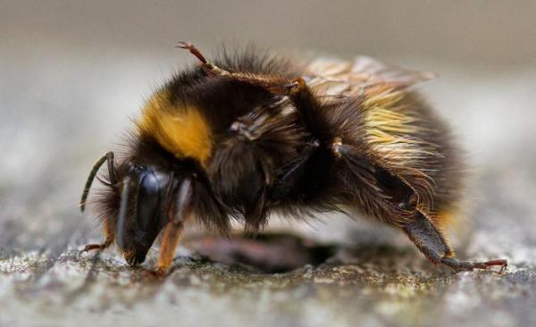 Tipos de abejorro: Características y curiosidades - Abejorro terrestre (Bombus terrestris)