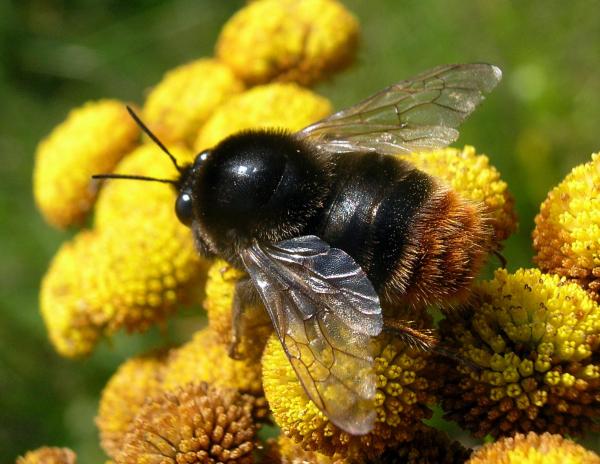 Tipos de abejorros: características y curiosidades - Abejorro confundido (Bombus confusus)