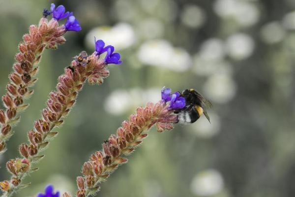 Tipos de abejorro: Características y curiosidades - Abejorro de pelo corto (Bombus subterraneus)