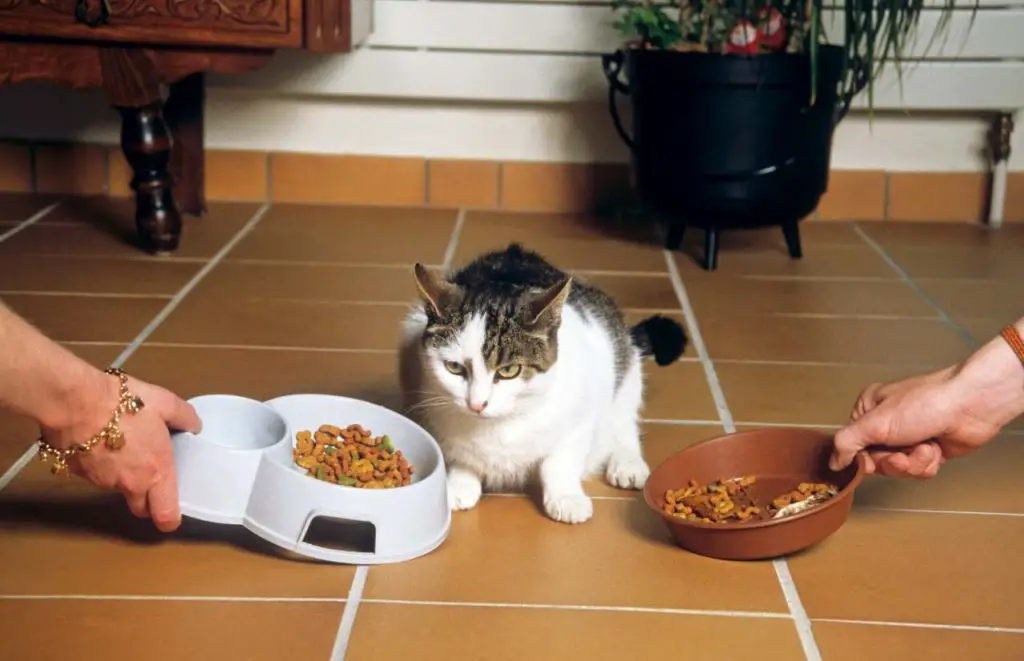El gato come las croquetas del perro: que sucede en este caso - Vida