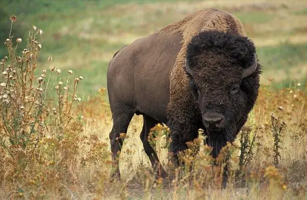 10 animales de la estepa - bisonte americano